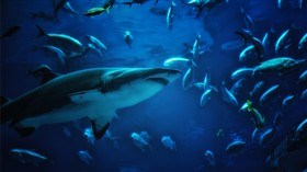 Shark!